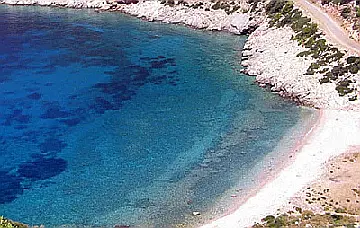 Palamut